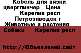 Кобель для вязки цвергпинчер › Цена ­ 1 500 - Карелия респ., Петрозаводск г. Животные и растения » Собаки   . Карелия респ.